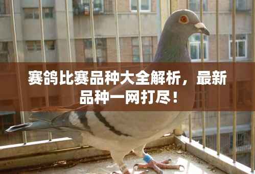 赛鸽比赛品种大全解析,最新品种一网打尽!