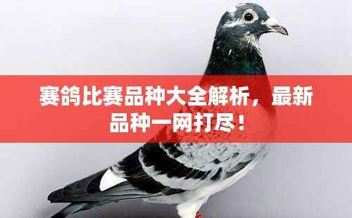 赛鸽比赛品种大全解析,最新品种一网打尽!