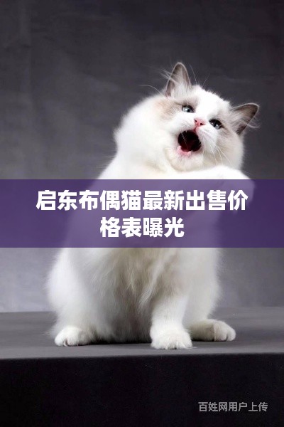 启东布偶猫最新出售价格表曝光