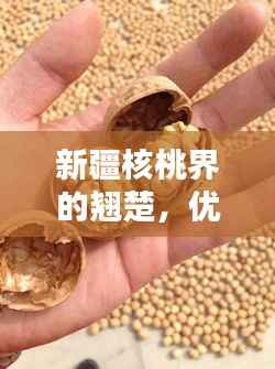 新疆核桃界的翘楚,优质核桃排名前十榜单揭晓!