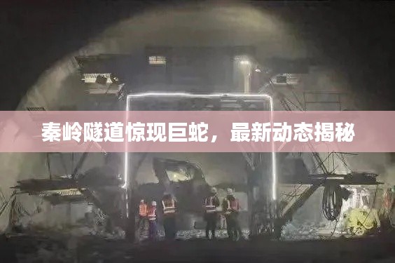 秦岭隧道惊现巨蛇,最新动态揭秘