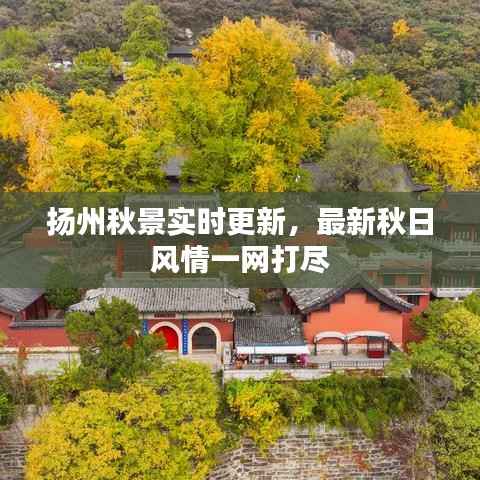 扬州秋景实时更新,最新秋日风情一网打尽