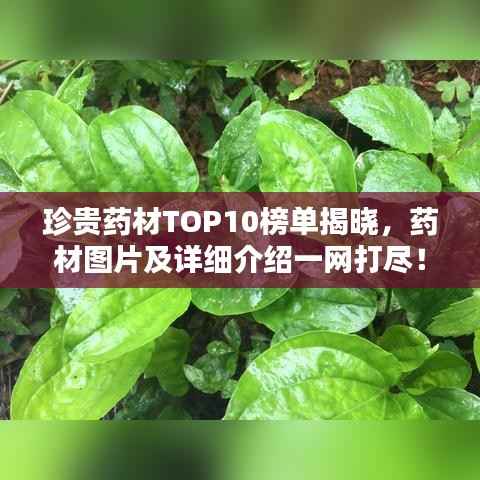 珍贵药材TOP10榜单揭晓，药材图片及详细介绍一网打尽！