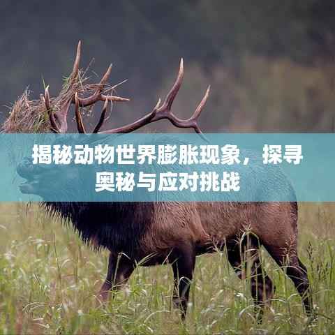 揭秘动物世界膨胀现象，探寻奥秘与应对挑战
