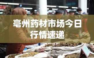 亳州药材市场今日行情速递