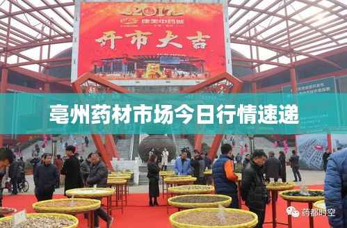 亳州药材市场今日行情速递