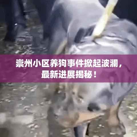 崇州小区养狗事件掀起波澜，最新进展揭秘！