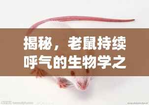 揭秘,老鼠持续呼气的生物学之谜及其对健康的深远影响