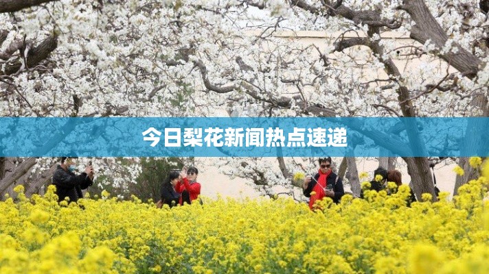 今日梨花新闻热点速递