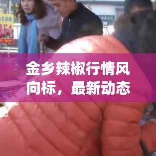 金乡辣椒行情风向标，最新动态与市场走势分析