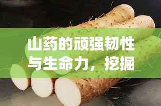 山药的顽强韧性与生命力,挖掘不断的奇迹