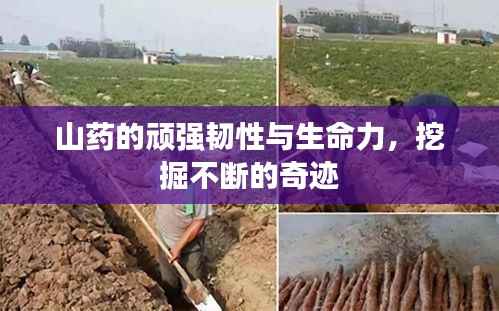 山药的顽强韧性与生命力,挖掘不断的奇迹