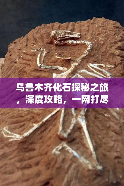 乌鲁木齐化石探秘之旅，深度攻略，一网打尽！