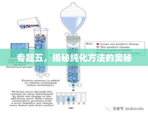 专题五，揭秘纯化方法的奥秘
