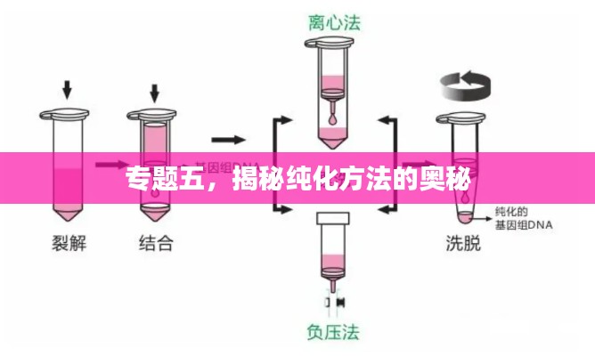 专题五,揭秘纯化方法的奥秘