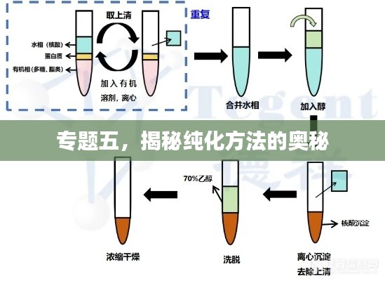专题五,揭秘纯化方法的奥秘