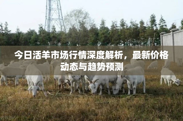 今日活羊市场行情深度解析,最新价格动态与趋势预测