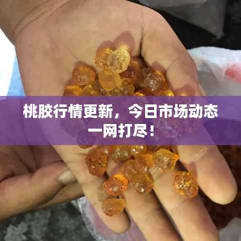 桃胶行情更新，今日市场动态一网打尽！