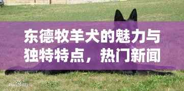 东德牧羊犬的魅力与独特特点,热门新闻头条不容错过