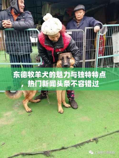东德牧羊犬的魅力与独特特点,热门新闻头条不容错过