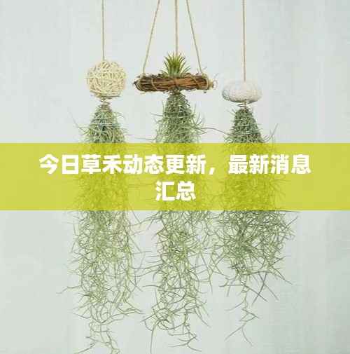 今日草禾动态更新，最新消息汇总