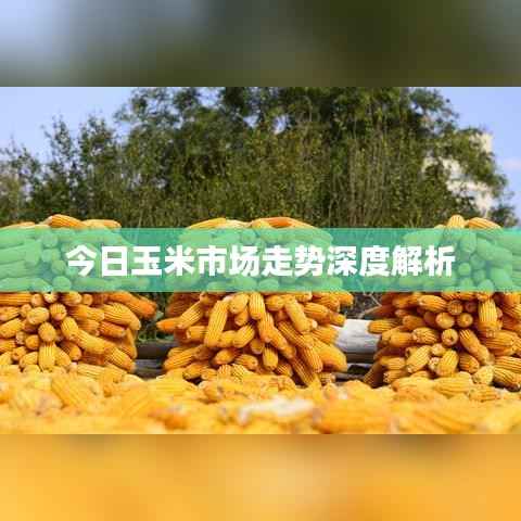 今日玉米市场走势深度解析