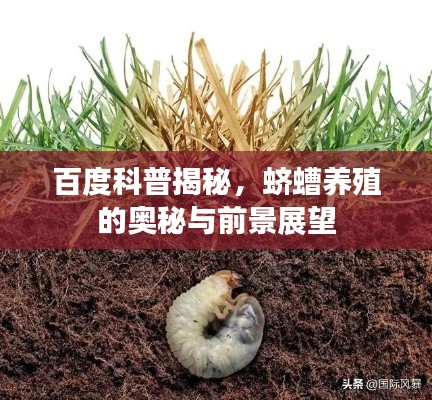 百度科普揭秘,蛴螬养殖的奥秘与前景展望