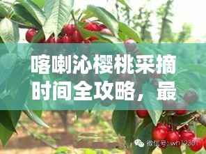 喀喇沁樱桃采摘时间全攻略,最新指南来啦!