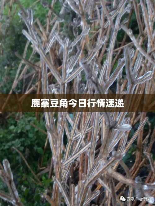 鹿寨豆角今日行情速递