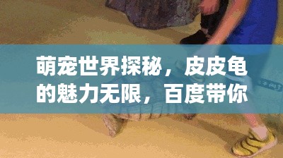 萌宠世界探秘,皮皮龟的魅力无限,百度带你开启萌宠之旅