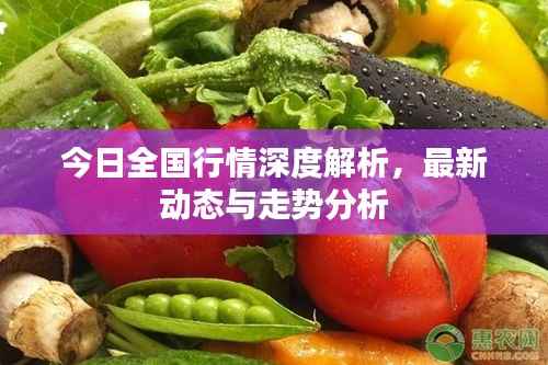 今日全国行情深度解析,最新动态与走势分析