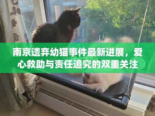 南京遗弃幼猫事件最新进展，爱心救助与责任追究的双重关注
