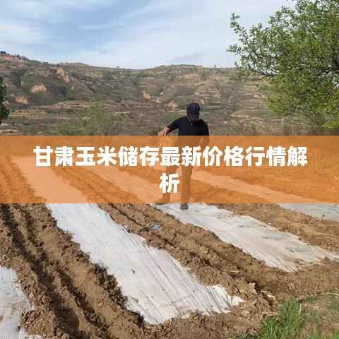 甘肃玉米储存最新价格行情解析