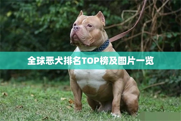 全球恶犬排名TOP榜及图片一览