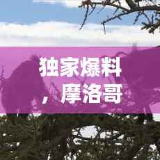 笔走如飞 第4页