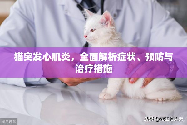 猫突发心肌炎，全面解析症状、预防与治疗措施