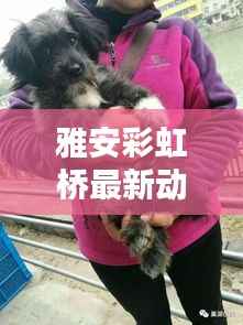 雅安彩虹桥最新动态,今日消息一网打尽!