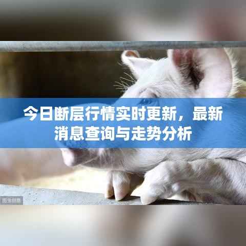 今日断层行情实时更新,最新消息查询与走势分析