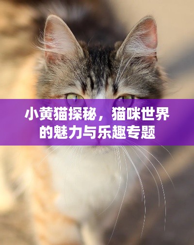 小黄猫探秘,猫咪世界的魅力与乐趣专题