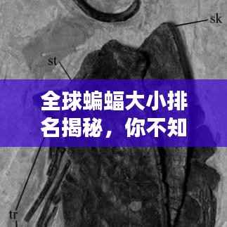 全球蝙蝠大小排名揭秘,你不知道的蝙蝠世界