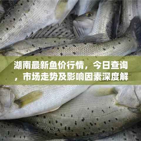 湖南最新鱼价行情，今日查询，市场走势及影响因素深度解析