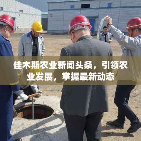 佳木斯农业新闻头条，引领农业发展，掌握最新动态