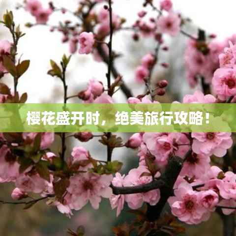 樱花盛开时，绝美旅行攻略！