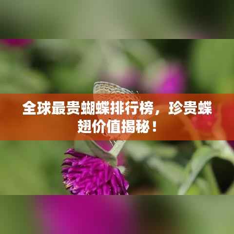 全球最贵蝴蝶排行榜，珍贵蝶翅价值揭秘！