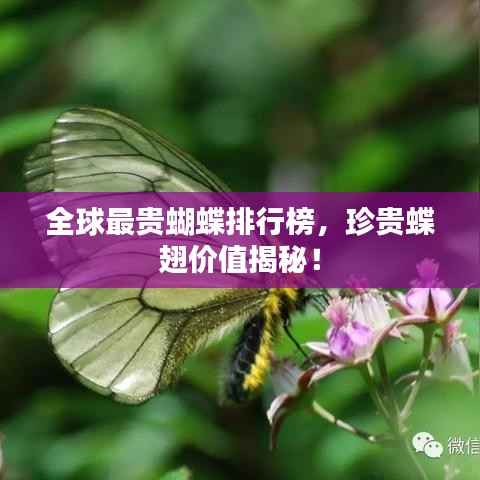 全球最贵蝴蝶排行榜,珍贵蝶翅价值揭秘!