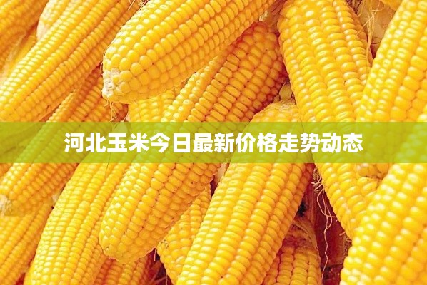 河北玉米今日最新价格走势动态