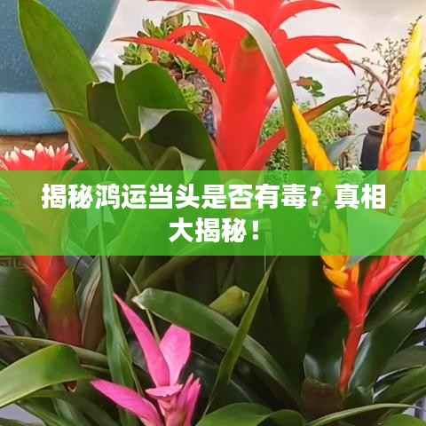 揭秘鸿运当头是否有毒？真相大揭秘！