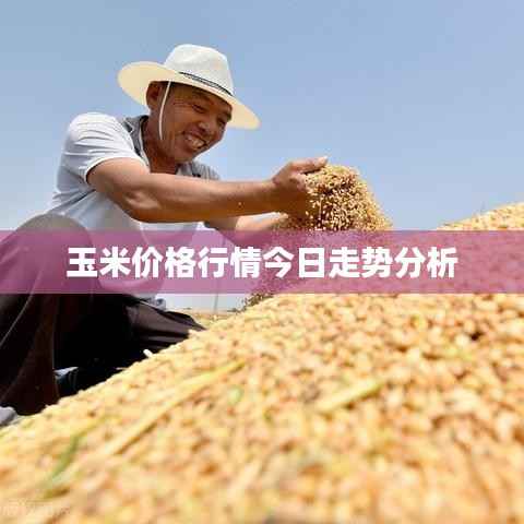 玉米价格行情今日走势分析