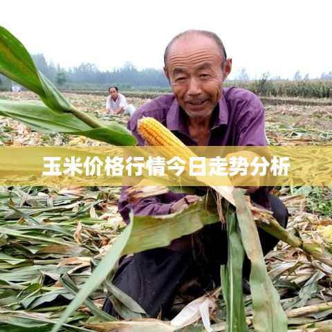 玉米价格行情今日走势分析
