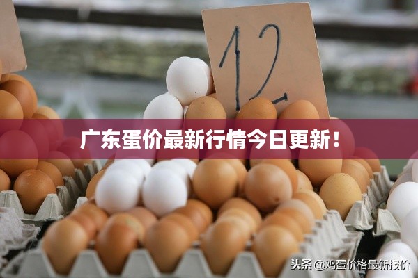 广东蛋价最新行情今日更新!